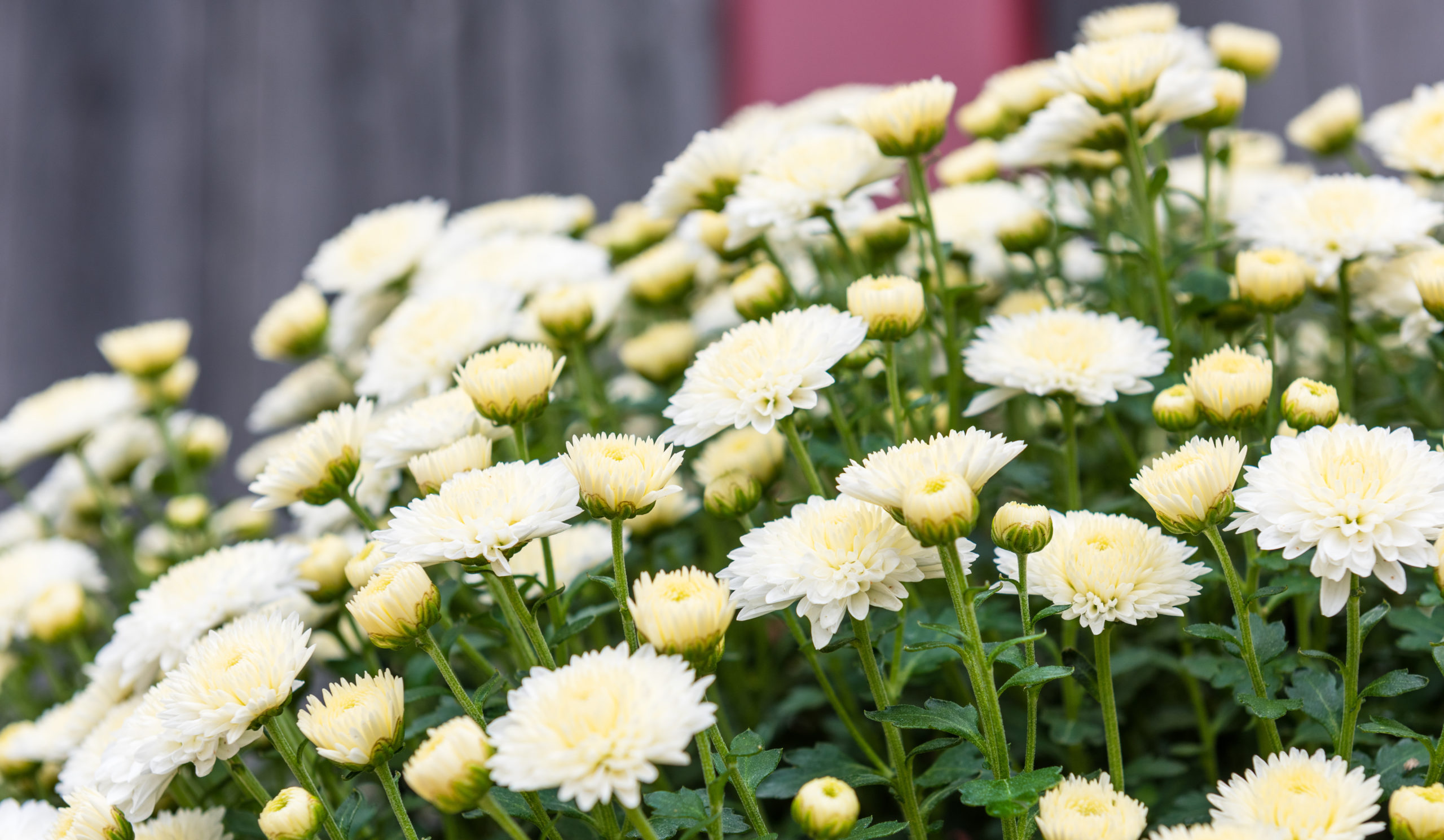 ご遺体搬送の費用はいくら？相場や費用を抑えるポイントについて解説